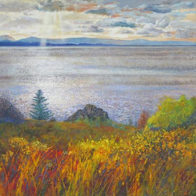 Gorse 