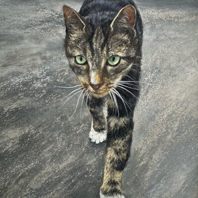 Cat 